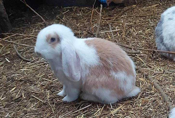 Lieve Franse hangoor konijntjes, Dieren en Toebehoren, Konijnen, Groot, Mannelijk, 0 tot 2 jaar, Hangoor