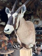 Top taxidermie oryx, Ophalen of Verzenden