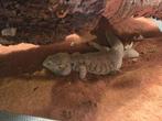 Baardagamen, Dieren en Toebehoren, Overige soorten, Met terrarium, 3 tot 6 jaar