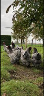 Broedeieren brahma blauw, Kip