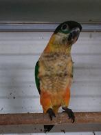 Zwartkop caique man, Dieren en Toebehoren, Mannelijk, Papegaai, Geringd