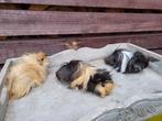 Peruvian cavias beertjes, Dieren en Toebehoren, Juni, Mannelijk, Cavia