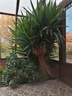 Meerdere stekjes van dikke yukka's. Yucca's, Tuin en Terras, Ophalen