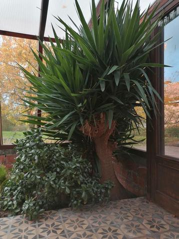 Meerdere stekjes van dikke yukka's. Yucca's  beschikbaar voor biedingen