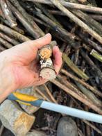 Hout wilgen tenen gedroogd, Ophalen