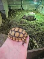 Magnifique bébé tortue sulcata juvénile, Dieren en Toebehoren, Reptielen en Amfibieën, Schildpad