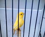 Kanaries, Dieren en Toebehoren, Vogels | Kanaries