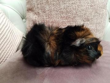 Beren duo cavia  beschikbaar voor biedingen