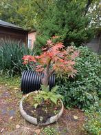 Japanse esdoorn, Tuin en Terras, Planten | Tuinplanten, Ophalen of Verzenden