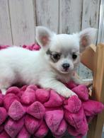 chihuahua pup, Dieren en Toebehoren, Honden | Chihuahua's en Gezelschapshonden, België, Fokker | Hobbymatig, Reu, CDV (hondenziekte)