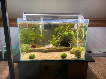 2 aquariums + toebehorende en axolotl, Dieren en Toebehoren, Ophalen, Zo goed als nieuw