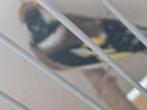 Jonge putter  2025, Dieren en Toebehoren, Vogels | Overige Vogels