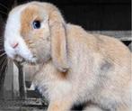 MINILOP voedster, Dieren en Toebehoren, Konijnen, Vrouwelijk, Dwerg, Hangoor, 0 tot 2 jaar