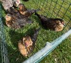 Antwerpse baardkriel hennen - kwartel kleur, Dieren en Toebehoren, Pluimvee