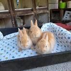 Kleurdwergjes 7 wk  (m/vr), Dieren en Toebehoren, Konijnen, Meerdere dieren, Dwerg, 0 tot 2 jaar