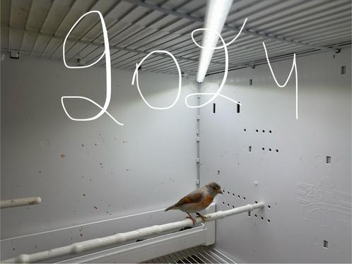 Tarin du venuzela, Dieren en Toebehoren, Vogels | Hokken en Kooien, Ophalen