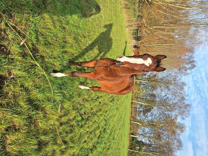 30 maander met goedde afstaming, Dieren en Toebehoren, Paarden, Ruin, Z, 170 tot 175 cm, 3 tot 6 jaar, Springpaard, Met stamboom