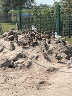 Jonge siereenden, Dieren en Toebehoren, Pluimvee