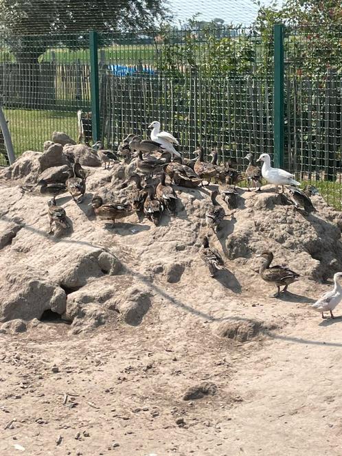 Jonge siereenden, Dieren en Toebehoren, Pluimvee