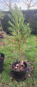 Mammoetboom, Sequoia, Sequoiadendron, In pot, Minder dan 100 cm, Zomer, Overige soorten