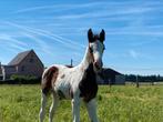 Bont merrieveulen van Dancing Heros de Rock 1Z en Cliquot Z, Merrie, Springpaard, Gechipt, 0 tot 2 jaar