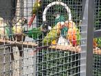 set van 16 pyrrhura's, Dieren en Toebehoren, Vogels | Parkieten en Papegaaien, Meerdere dieren, Dwergpapegaai of Agapornis, Geringd