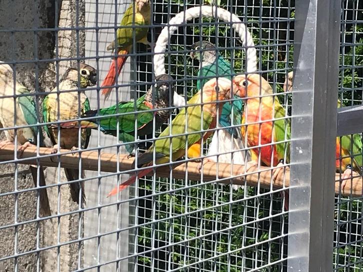 set van 16 pyrrhura's, Dieren en Toebehoren, Vogels | Parkieten en Papegaaien, Dwergpapegaai of Agapornis, Meerdere dieren, Geringd
