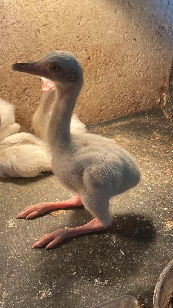 Witte nandoe kuikens (koppel), Dieren en Toebehoren, Pluimvee, Overige soorten, Meerdere dieren