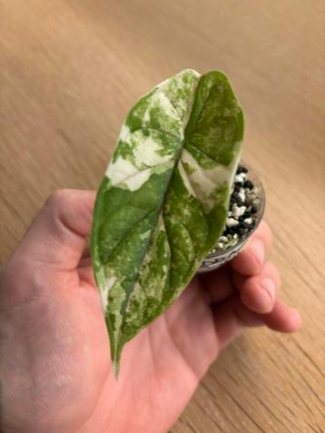 Alocasia Dragon Scale albo variegata beschikbaar voor biedingen