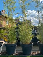 Bamboe planten in pot - in zeer goede staat, Tuin en Terras, Ophalen, In pot