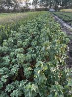 Zwarte bessen of Ribes Nigrum, Enlèvement