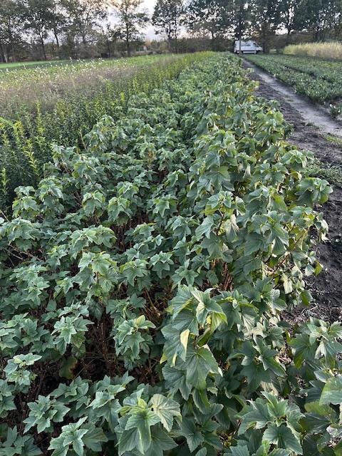 Zwarte bessen of Ribes Nigrum, Tuin en Terras, Planten | Struiken en Hagen, Ophalen