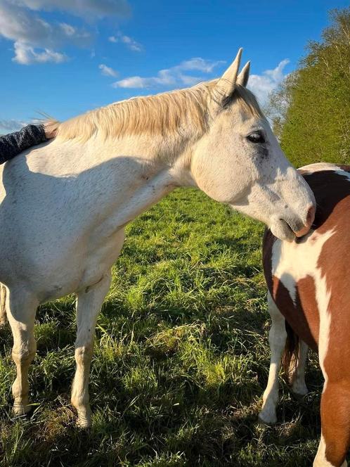 Quarter ruin, Dieren en Toebehoren, Paarden, Ruin, Zadelmak, Minder dan 160 cm, 11 jaar of ouder, Westernpaard, Met stamboom, Gechipt