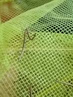 Gratis baby wandelende takken, Wandelende tak