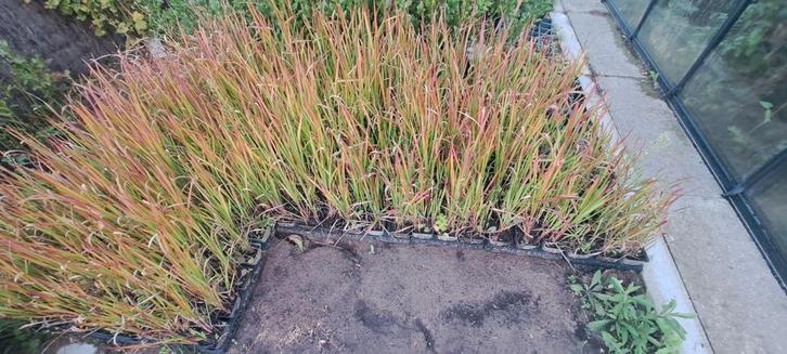 Vaste planten siergras te koop, Tuin en Terras, Planten | Tuinplanten, Ophalen