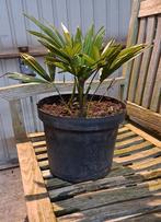 mooie winterharde palmboom trachycarpus fortunei, Tuin en Terras, Planten | Bomen, In pot, Minder dan 100 cm, Ophalen, Palmboom