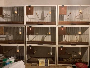 Kweekinstallatie kanaries beschikbaar voor biedingen