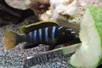 Cichlidés Labidochromis mbamba Bay Malawi, Animaux & Accessoires, Poissons | Poissons d'aquarium, Poisson, Poisson d'eau douce