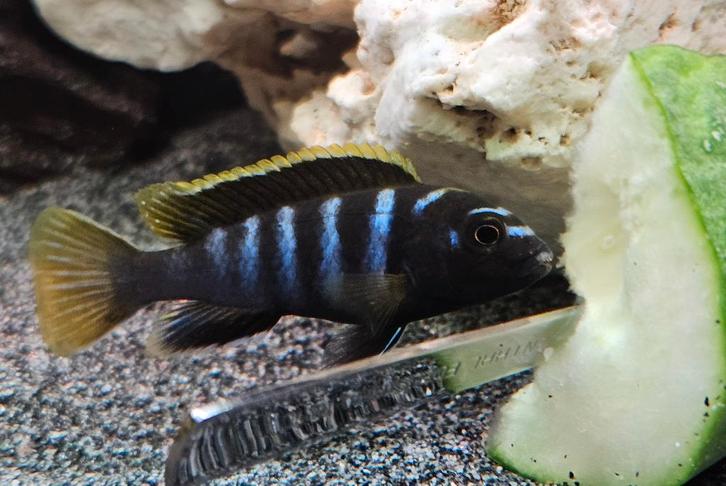 Cichlidés Labidochromis mbamba Bay Malawi, Animaux & Accessoires, Poissons | Poissons d'aquarium, Poisson d'eau douce, Poisson