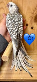 Jonge mannelijke valkparkieten EAM, zeer goed getemd, Mannelijk, Parkiet, Tam