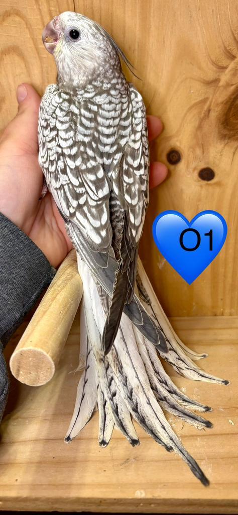 Jonge mannelijke valkparkieten EAM, zeer goed getemd, Dieren en Toebehoren, Vogels | Parkieten en Papegaaien, Parkiet, Mannelijk