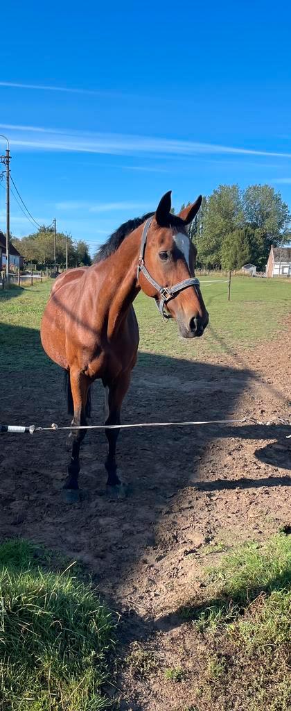 Verzorgpaard wandelpaard HALVE STAL OOSTERZELE, Dieren en Toebehoren, Paarden, Merrie