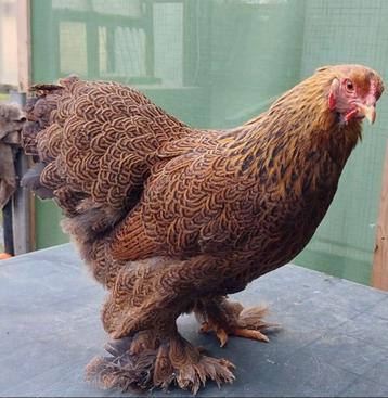 Brahma kriel hen beschikbaar voor biedingen