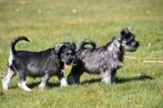 Chiots Schnauzer nains à vendre, 15 semaines à 1 an, Étranger, Chien (mâle), Parvovirose