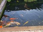 Kois, Dieren en Toebehoren, Vissen | Vijvervissen, Karper of Koi