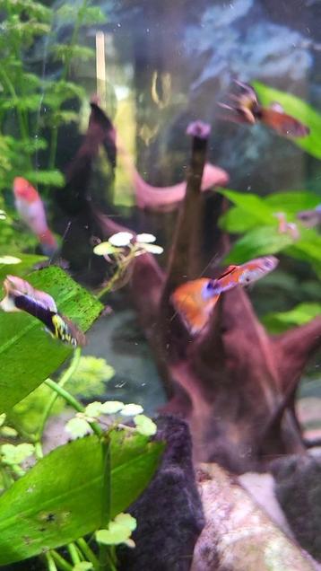 Guppy mannen beschikbaar voor biedingen