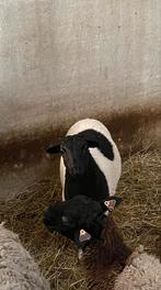 Dorper lam (ram) te koop, Dieren en Toebehoren, Schapen, Geiten en Varkens