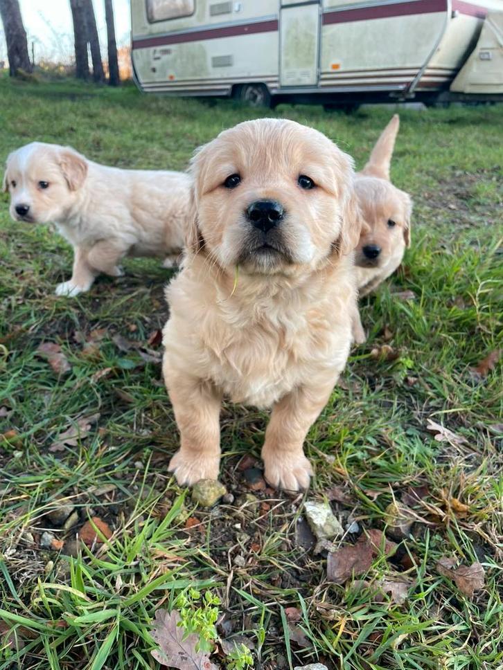 Mooie golden retriever pups!, Dieren en Toebehoren, Honden | Retrievers, Spaniëls en Waterhonden, Meerdere dieren, Golden retriever