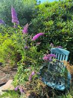 vlinderstruik en bananenplant, Tuin en Terras, Ophalen