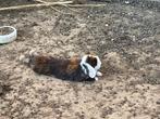 Konijn, Dieren en Toebehoren, Konijnen, Hangoor
